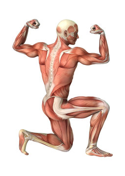 3D Rendering Male Anatomy Figure on White
