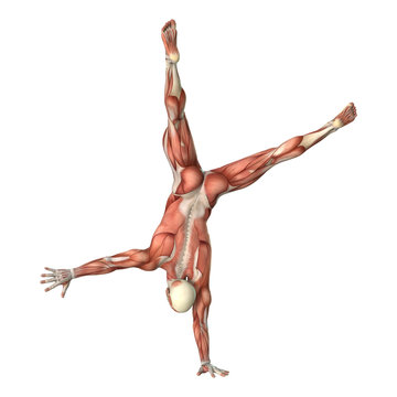 3D Rendering Male Anatomy Figure on White