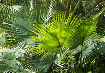 Wall Mural - Borassus flabellifer,Sugar palm, Cambodian palm isolated on whit