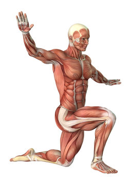 3D Rendering Male Anatomy Figure on White