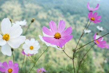 Wall Mural - Beautiful cosmos flower