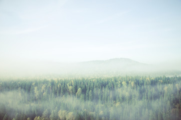  thick morning mist in coniferous forest. coniferous trees, thickets of green forest.