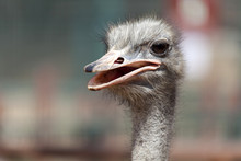 Ostrich Head Closeup Portrait