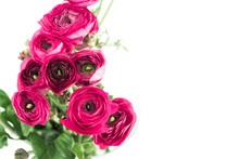 Beautiful Pink Flowers Ranunculus Isolated On Background