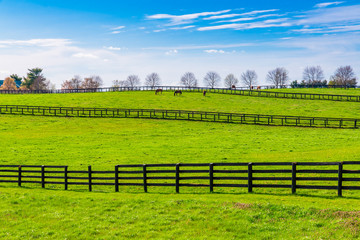 Wall Mural - Green pastures of horse farms. Country spring landscape.