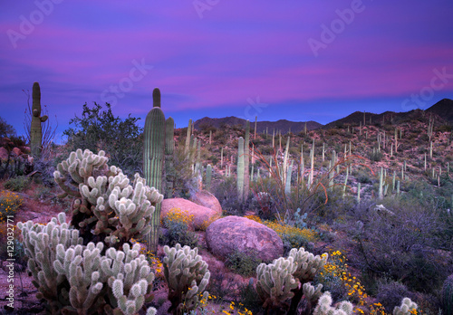 Leinwand Poster  Saguaro Sunset