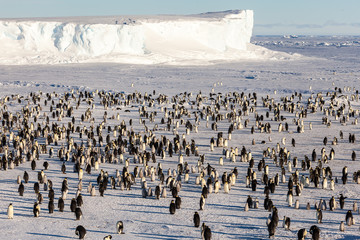 Wall Mural - Where is Waldo (the Emperor penguin)?