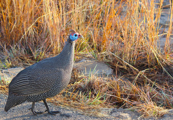 guinea fowl