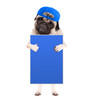 © monicaclick - cute pug puppy dog with cap, standing up holding blank blue sign and giving a like with thumb, isolated on white background