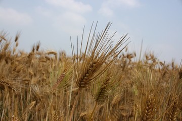  보리