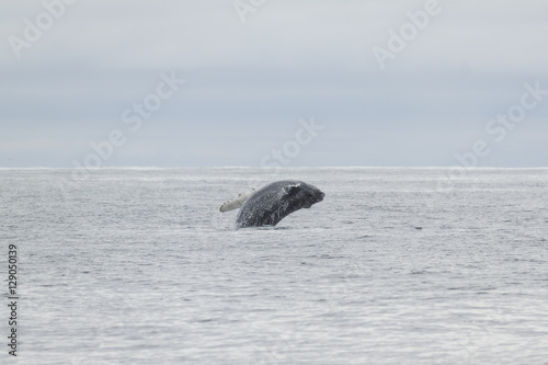 Photo Breaching humpback whale in Kenai Fjords National Park, Alaska.