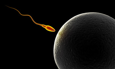 Poster - 3d Sperm and Egg