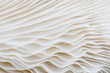 Leinwanddruck Bild - abstract background macro image of mushroom, Sajor-caju mushroom