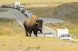 YELLOWSTONE NATIONAL PARK, WYOMING- AUGUST, 25, 2009: A bison by