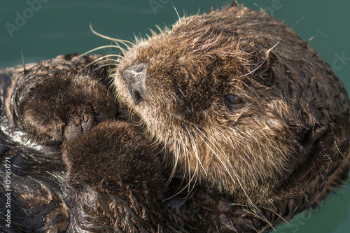 Sea otter floating in Seward harbor, Alaska. Obraz na płótnie