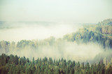 Fototapeta Krajobraz - thick morning mist in coniferous forest. coniferous trees, thickets of green forest.