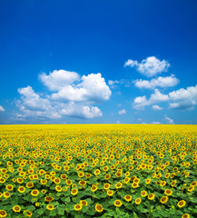 Fotomurales - sunflowers