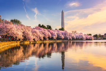 Fototapete - Washington DC in Spring