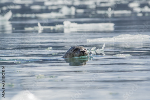 Photo Harbor seal taking a peek at my kayak in Aialik Bay, Alaska.