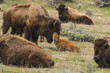 Newborn bison calf getting nuzzled by mom in Yellowstone Nationa