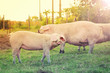 Group of pigs eating on the farm. Agriculture, agronomy, husbandry concept.