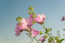 Meadow Pink Mallow Against A Blue Sky