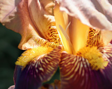 Bearded Iris Flower Close-up