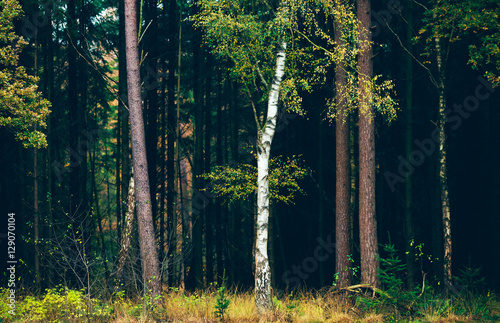 Birch tree with yellow autumn leaves against dark pine tree fore Canvas-taulu
