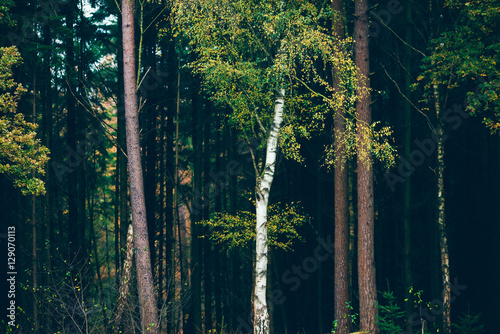 Juliste Birch tree with yellow autumn leaves against dark pine tree fore