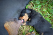 Small puppy sucking mothers nipple. Dog breastfeeding. Little puppy getting fed by his mother. 