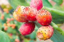 Opuntia  Or Prickly Pear Cactus Fruits-indica, 
