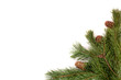 © guardalex - Рine branch with cones on white background