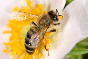 bee on a flower. macro