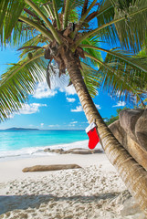 Wall Mural - Christmas sock on palm tree at exotic tropical beach. Holiday concept for New Year Cards. Praslin, Anse Georgette, Seychelles