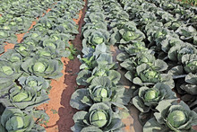 Ripening Cabbage Plants In A Vegetable Field In India
