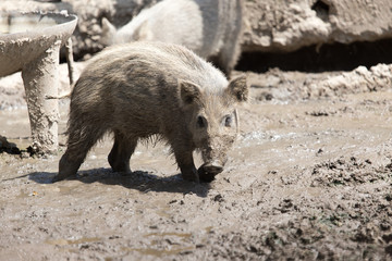 Wall Mural - wild boar in a park on the nature