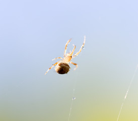 Wall Mural - spider web with water drops