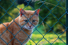 Beautiful Ginger Cat Is Sitting Behind A Fence