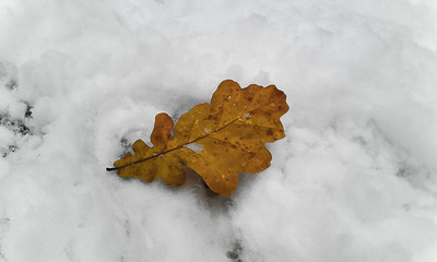 LEAF IN THE SNOW