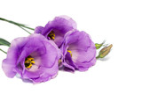 eustoma(lisianthus)flowers