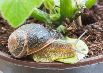 Snail crawling on plant pot / Snail in the garden background / Snail invasion in the garden / snail