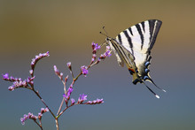  Iphiclides Podalirius Scarce Swallowtail Butterfly
