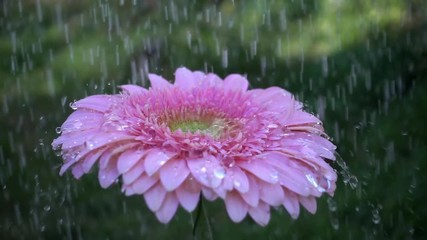 Poster - Pink daisy gerbera flower under the rain. Slow motion 
