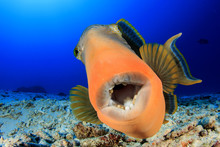 Triggerfish Fish