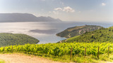 Fototapeta Morze - The Dalmatian coastline in Croatia with verdant vines and islands in the Adriatic Sea in the distance in summer.