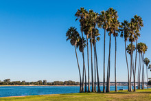 Washingtonia Robusta Palm Trees At Sunset Point Park On Mission Bay In San Diego, California.