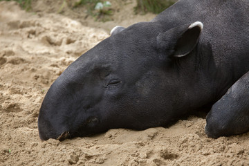 Wall Mural - Malayan tapir (Tapirus indicus)