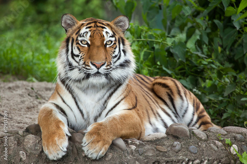 Cuadros en Lienzo Siberian tiger (Panthera tigris altaica)