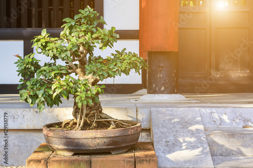 Bonsai Tree In The Clay Pot With Sunlight Little Cute Bonsai Decorative Plant On Brick Floor Bonsai Background For Design With Copy Space For Text Or Image Buy This Stock Photo