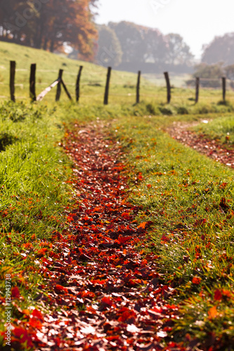 Fotografía Caminata temprano por la mañana a través de las hojas de otoño
